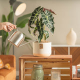 white and apricot two tone potted alocasia polly being watered by a person in a brightly lit living room there is a wooden shelf and a burnt orange rusty colored sofa in the background