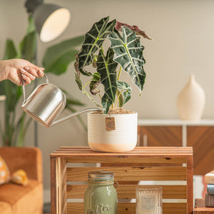 white and apricot two tone potted alocasia polly being watered by a person in a brightly lit living room there is a wooden shelf and a burnt orange rusty colored sofa in the background