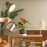 a person watering an anthurium plant in a navy blue and white pot with 4 blooms in a living room