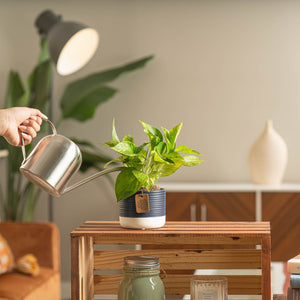 golden pothos plant in two tone white and navy pot being watered by someone in their living room 