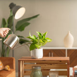 golden pothos plant in white textured and scalloped pot being watered