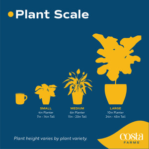 digital size chart illustration showcasing the size options for plant at costa farms small is a 4in planter with 7in - 14in tall plant a medium is a 6in planter with a 11in - 23in tall plant and large is a 10in planter with 24in - 45in tall plants