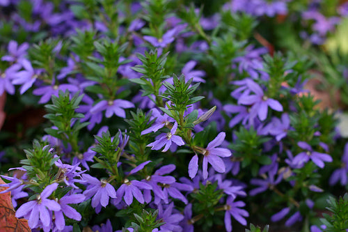 Scaevola