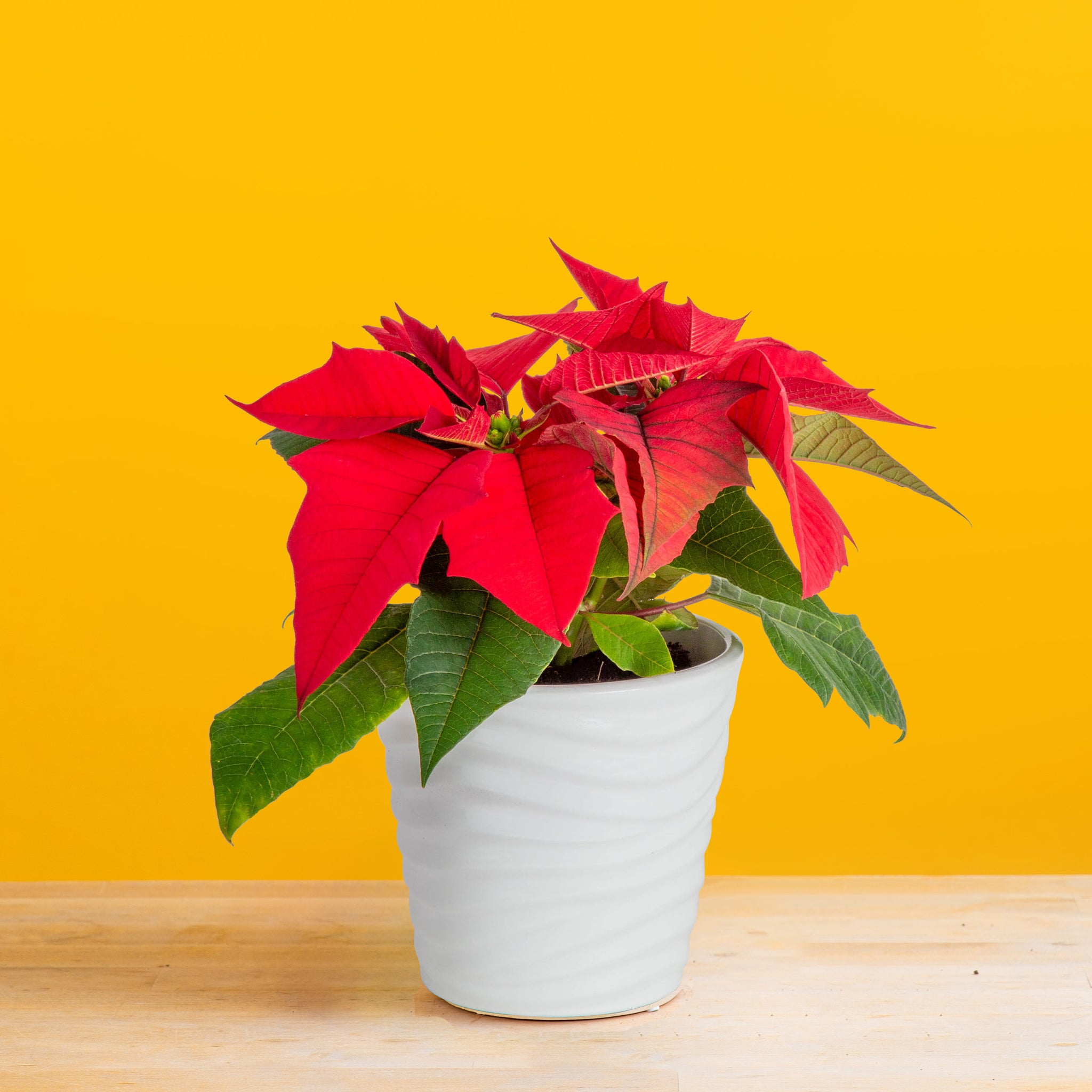 small poinsettia plant in white wave pattern pot, set against a bright yellow background