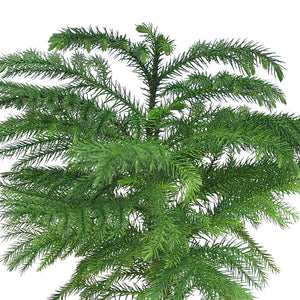 detailed view of the norfolk island pine needles and branches