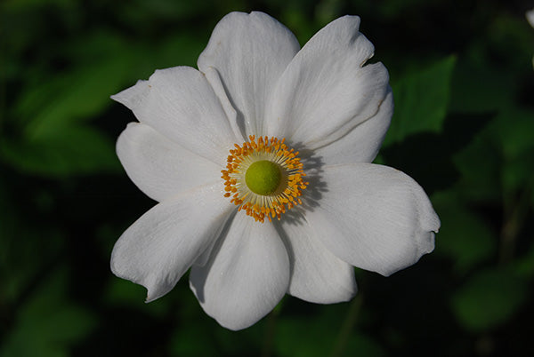 Japanese anemone