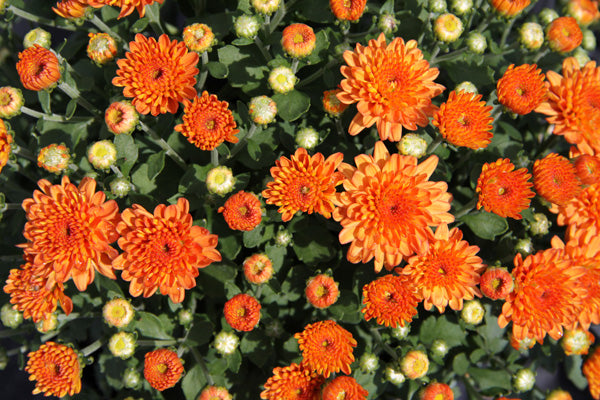 Chrysanthemum