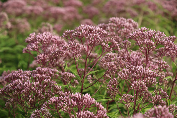 Joe Pye Weed