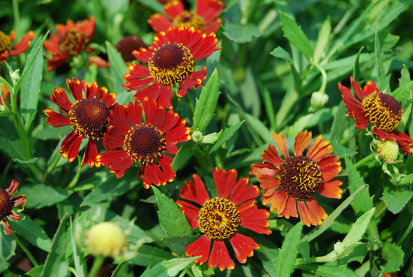 Helenium