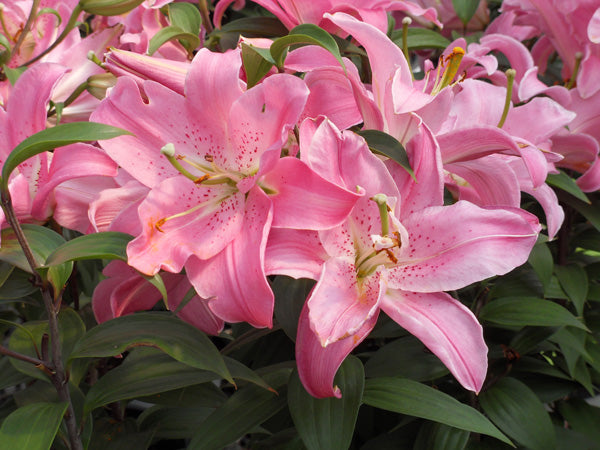 Oriental Lily