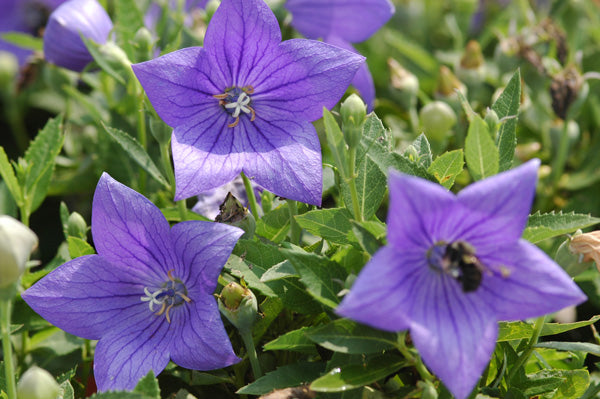 Balloon Flower