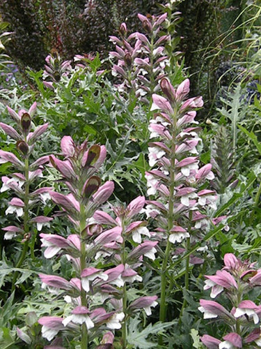 Acanthus