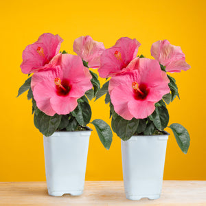 Tropical Hibiscus HibisQs® Adonicus Double Pink in a set of two with open pink flowers, set against a bright yellow background