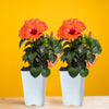 Tropical Hibiscus HibisQs® Adonicus Double Orange flowers in a pack of two with open orange blooms, set against a bright yellow background