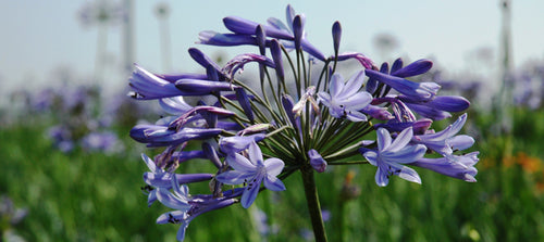 Agapanthus