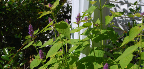 Agastache