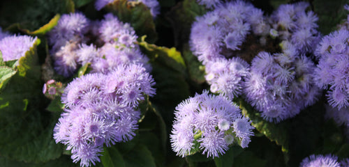 Ageratum