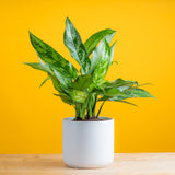 emerald beauty aglaonema plant in a white mid century modern ceramic pot, set against a bright yellow background