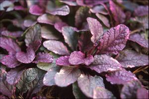 Ajuga