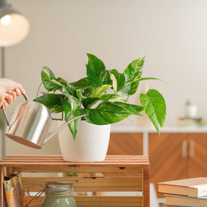 albo pothos in a white pot being watered by a person in their brightly lit living room