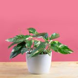 albo pothos in a white textured pot set against a bright pink background