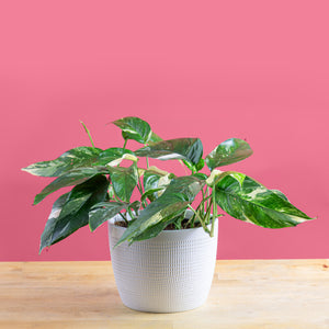 albo pothos in a white textured pot set against a bright pink background