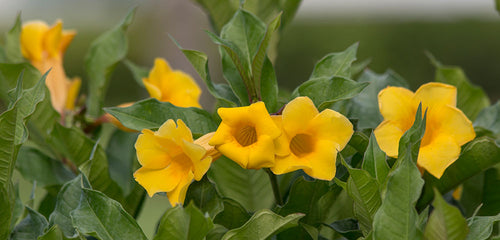 Allamanda