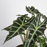 Alocasia polly foliage detail close up the deep and rich coloring of the leaves really shows along with the striking white and lighter green veining on the tops of the leaves 