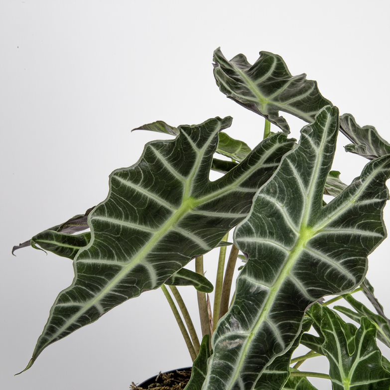 Alocasia polly foliage detail close up the deep and rich coloring of the leaves really shows along with the striking white and lighter green veining on the tops of the leaves 