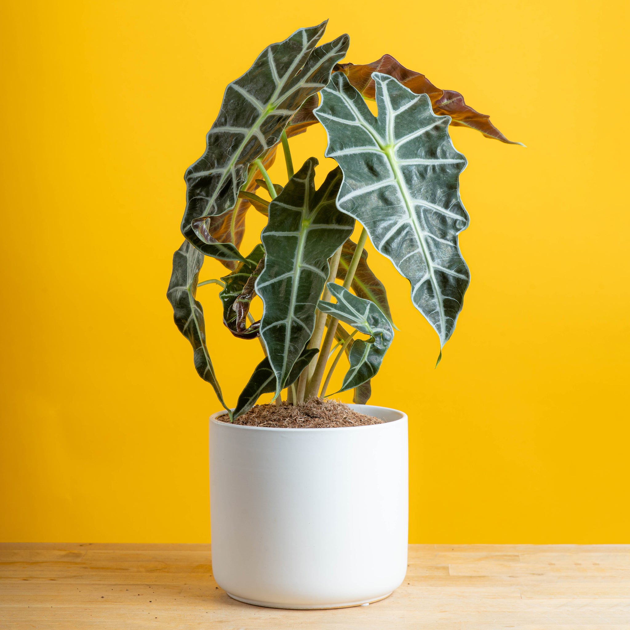 alocasia polly plant in a basic white ceramic modern planter measuring 6in in diameter, plant is set against a bright yellow background. the leaves a deep dark green with striking white thick veins and features a dark almost red underside