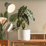 a person is watering the alocasia polly plant on a shelf in a modern and brightly lot living room