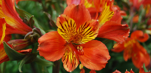 Alstroemeria