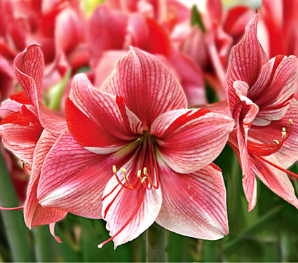 Amaryllis