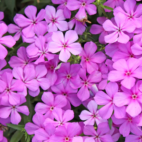 Phlox, Annual