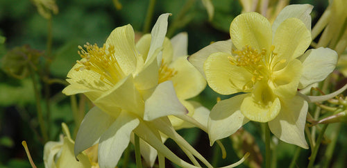 Columbine