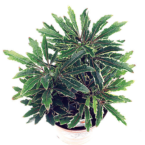 Variegated Galaxy False Aralia