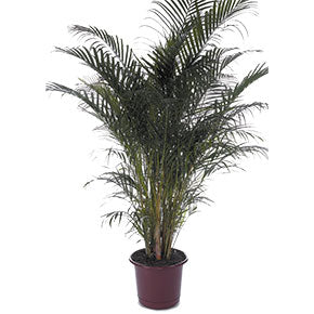 Areca Palm