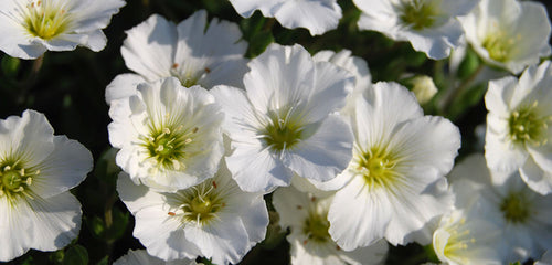 Sandwort