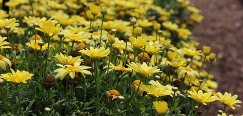 Argyranthemum