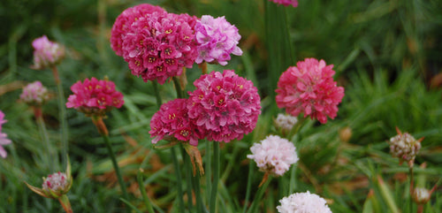 Armeria