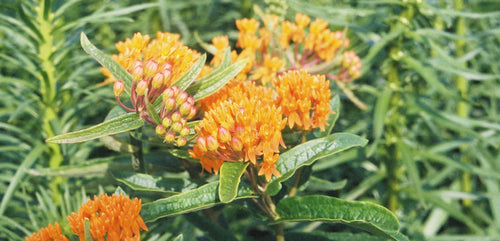 Butterfly Weed