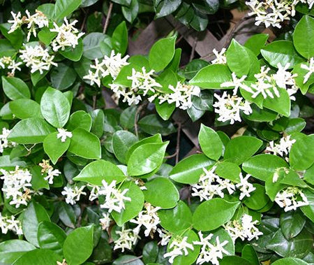 Star Jasmine