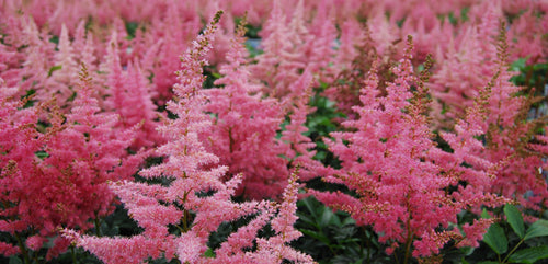 Astilbe