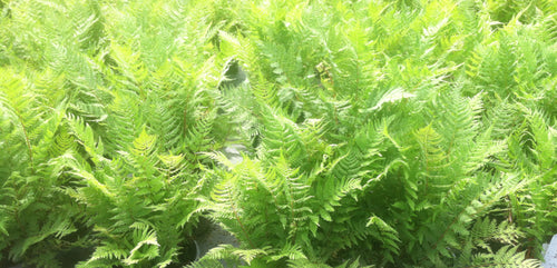 Lady Fern