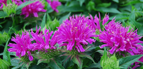 Bee Balm