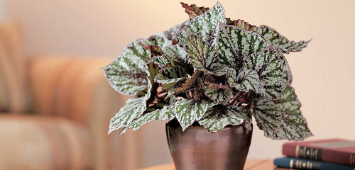 Rex Begonia