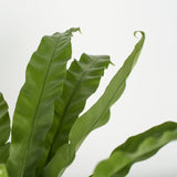 Birds Nest Fern leaf Detail