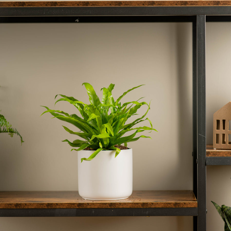 birds nest fern in modern white ceramic pot on a wood and iron shelf