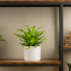 birds nest fern in modern white ceramic pot on a wood and iron shelf