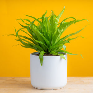 birds nest fern plant in modern white ceramic pot set on a bright yellow background